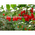 Live Goji Berry Plant/Organic tree/High survival rate